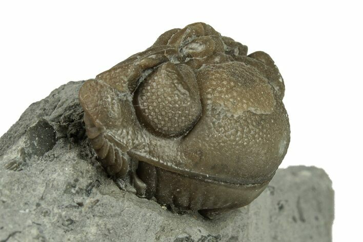 Wide, Enrolled Eldredgeops Trilobite - Ohio #270297